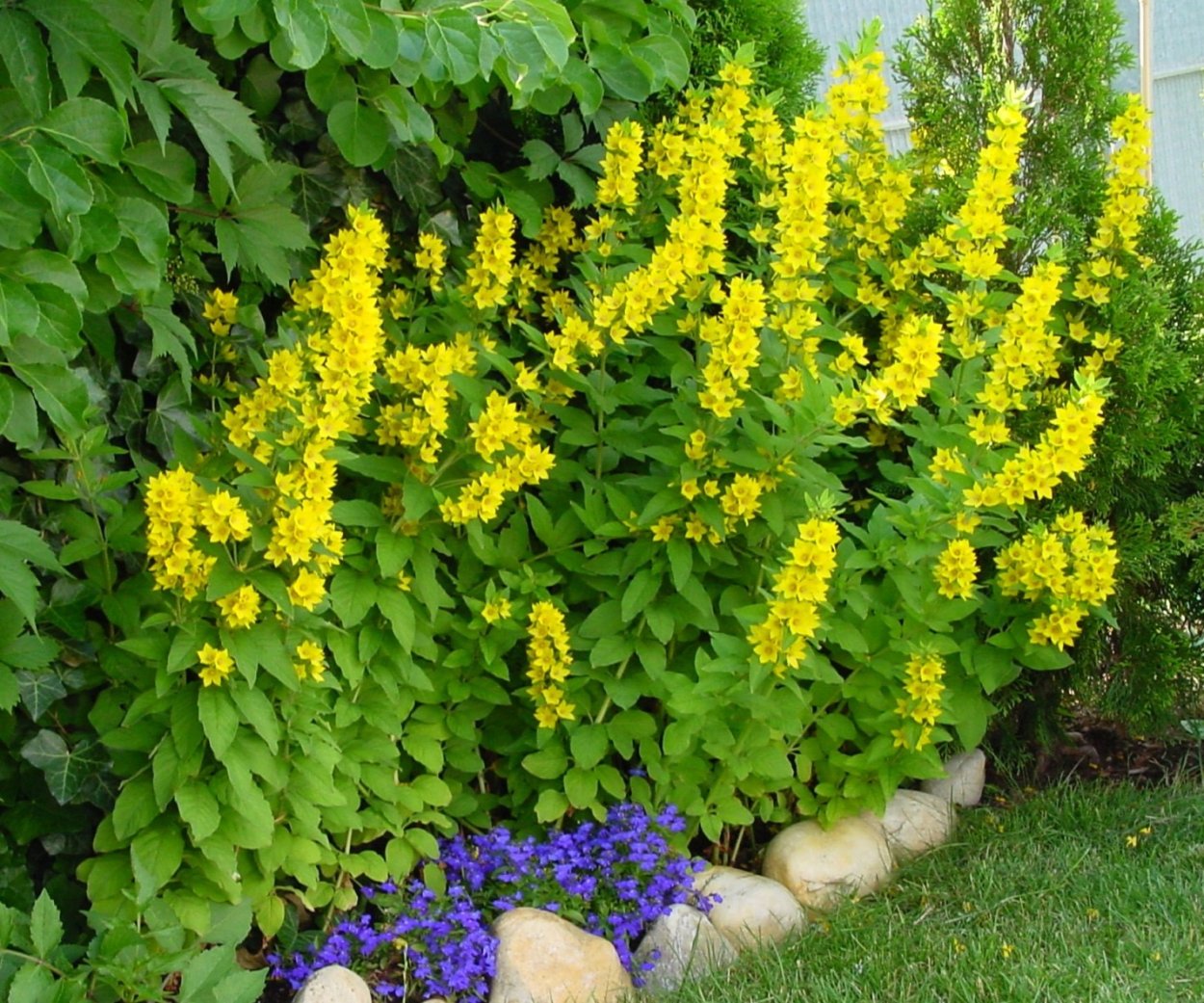 Бузульник Пржевальского Ligularia przewalskii