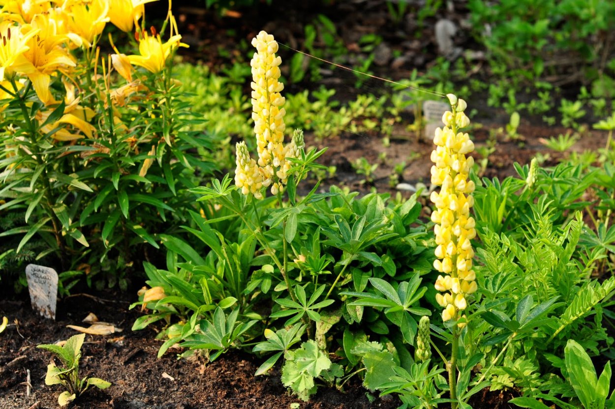 Растение Аконит желтые цветы