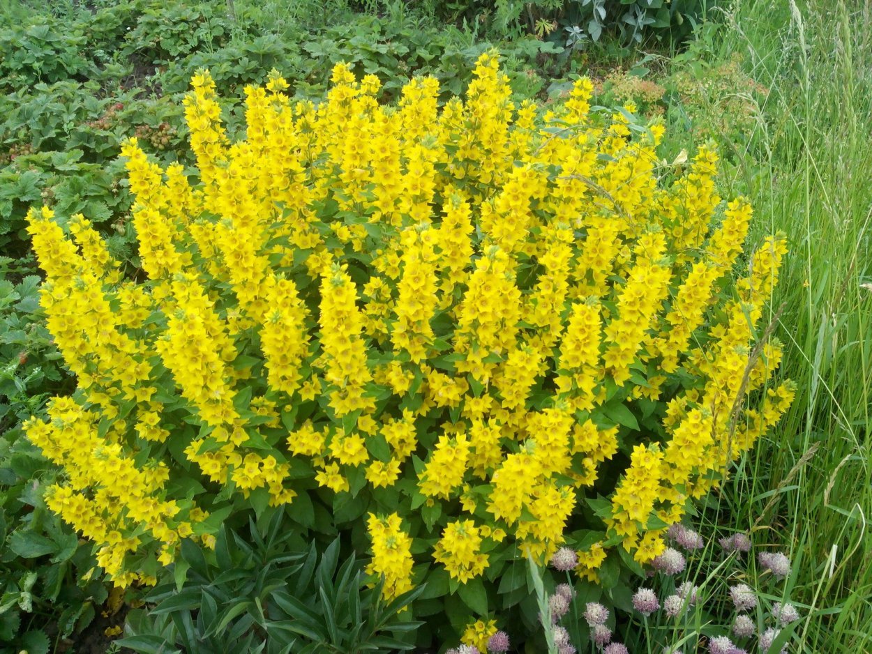 Вербейник точечный “Alexander” Lysimachia punctata