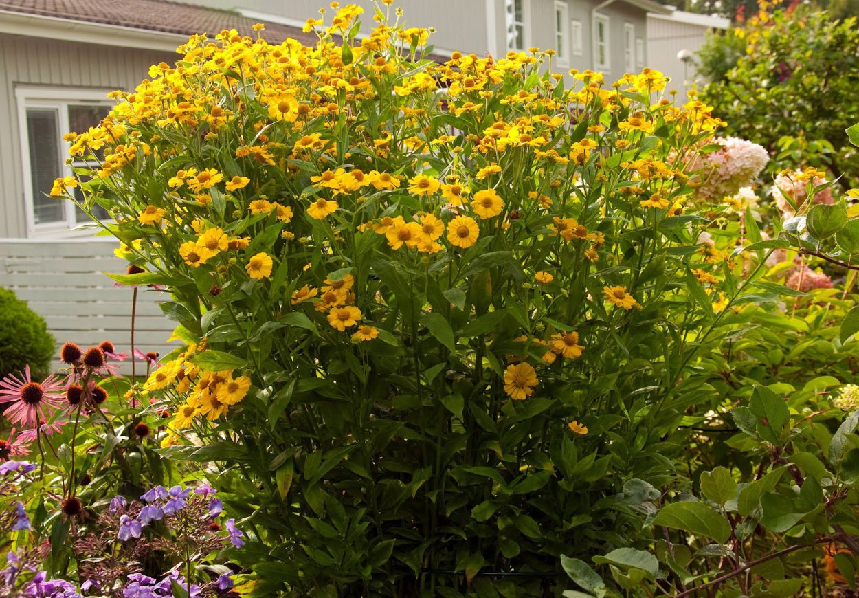 Гелиопсис подсолнечниковидный Loraine Sunshine