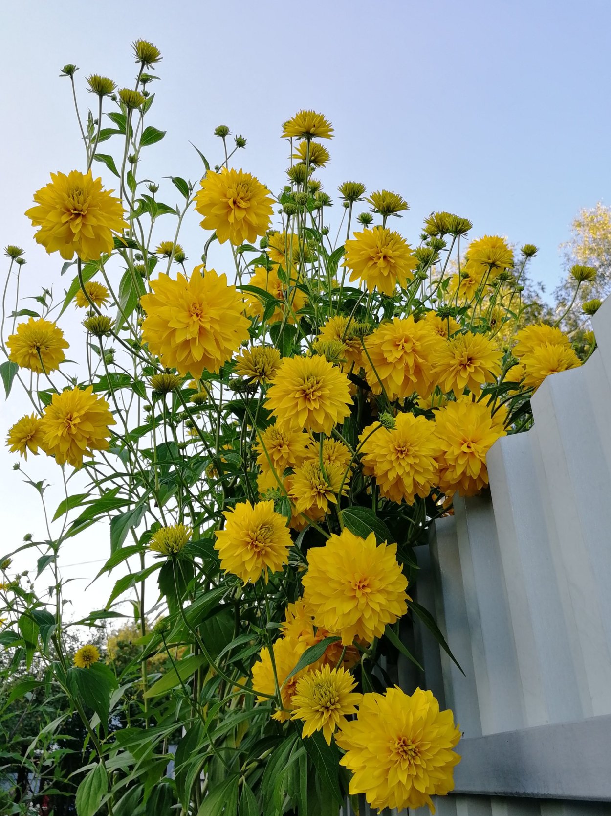 Вербейник точечный (Lysimachia punctata)