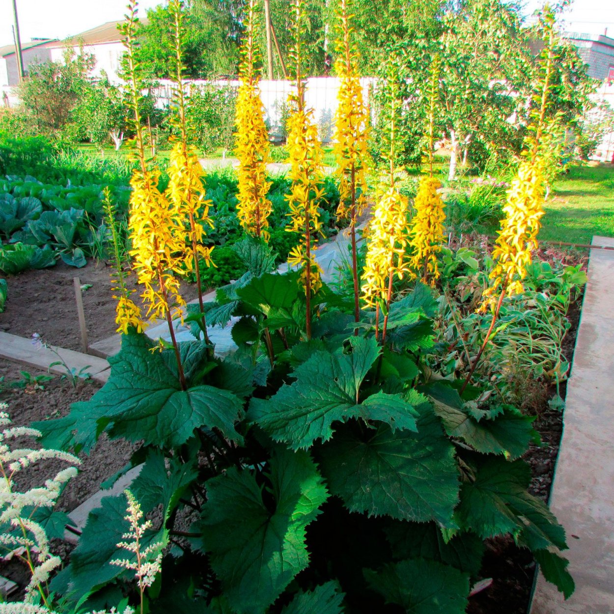 Бузульник узкоголовчатый рокет