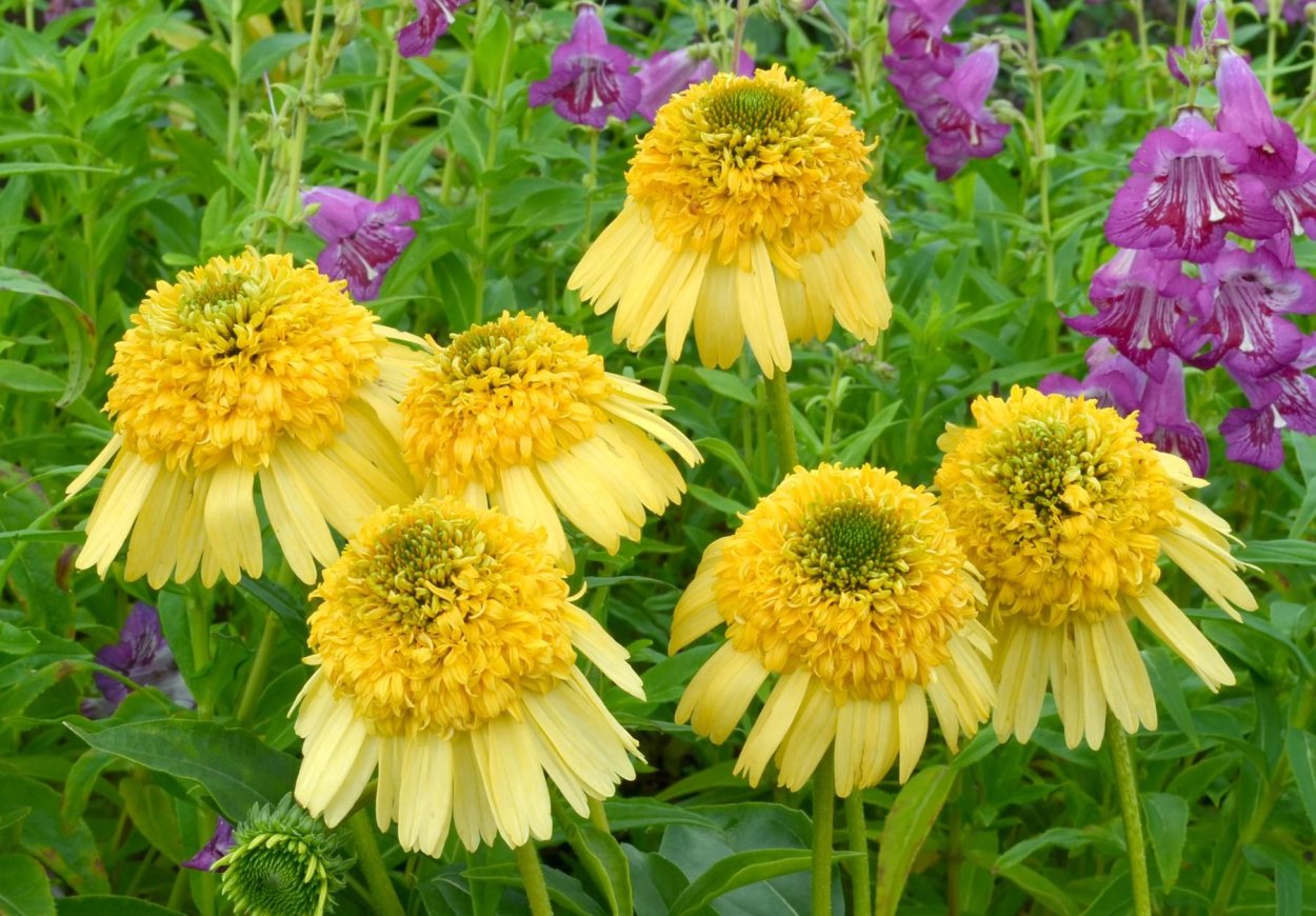 Цветок вербейник многолетний