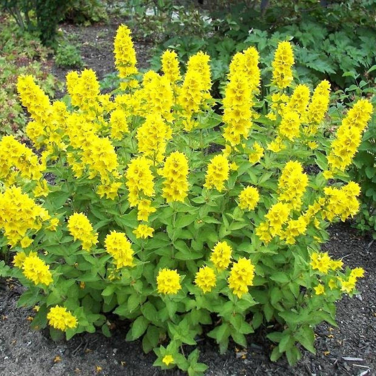 Вербейник точечный (Lysimachia punctata)