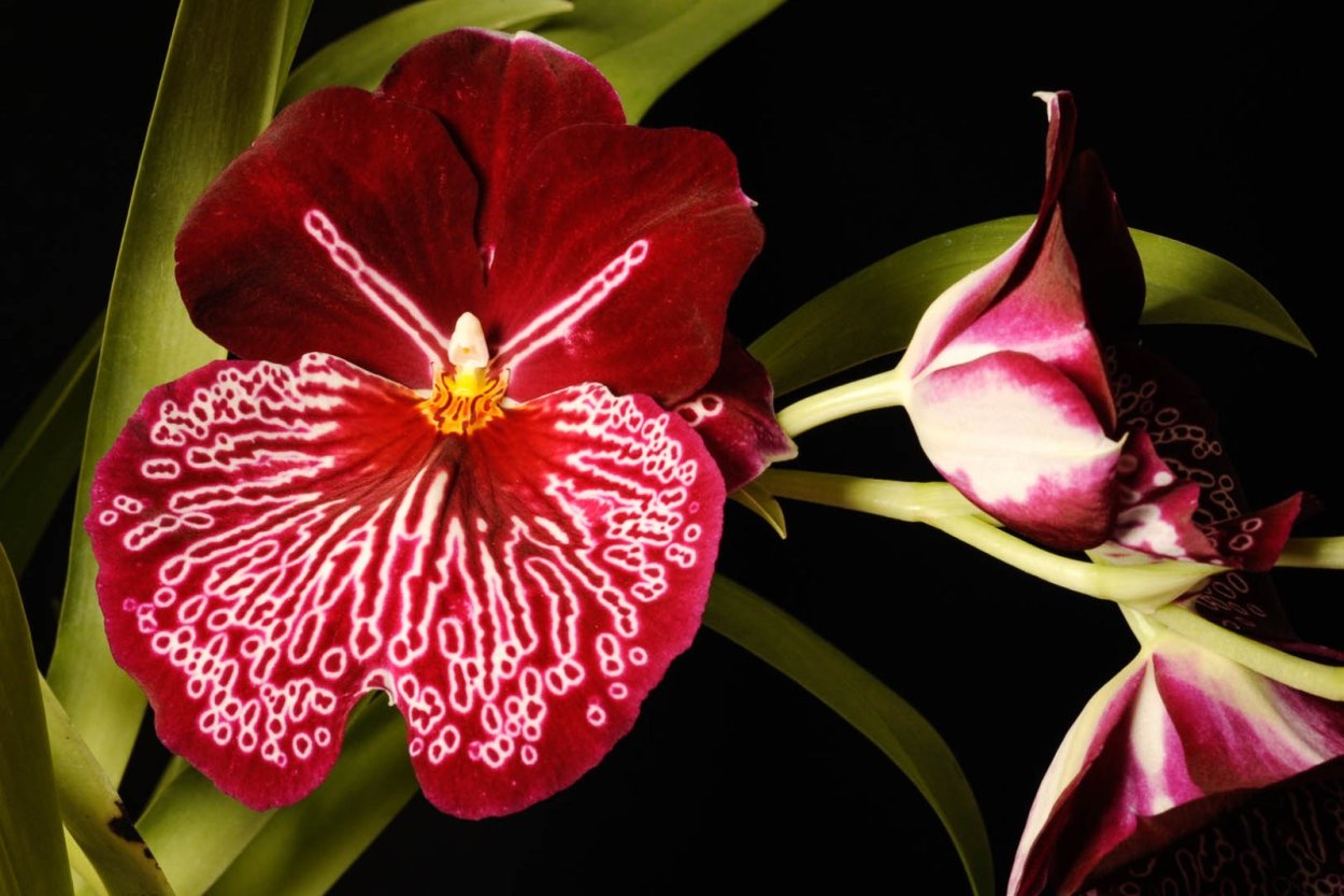 Орхидея Мильтония