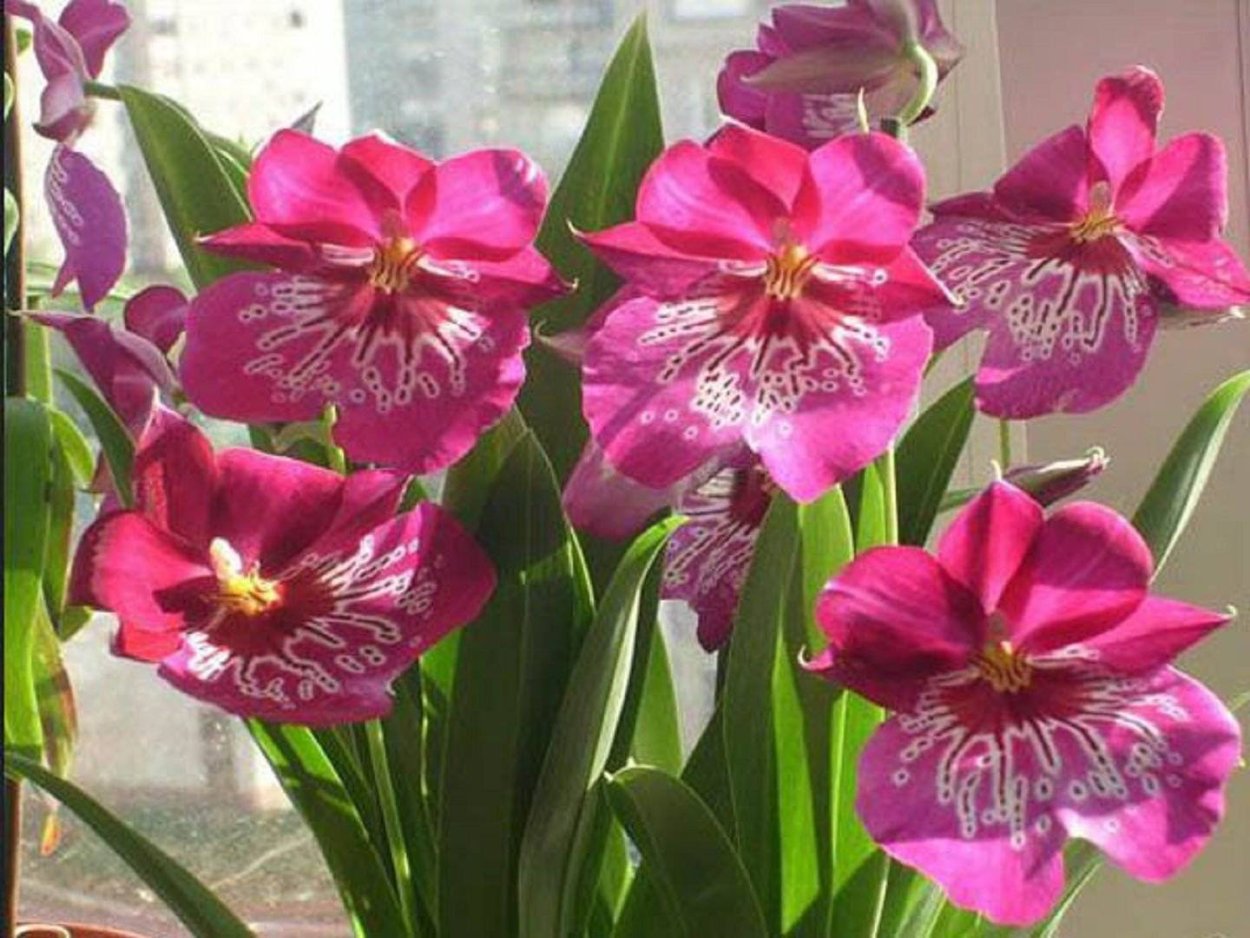 Орхидея Мильтония микс