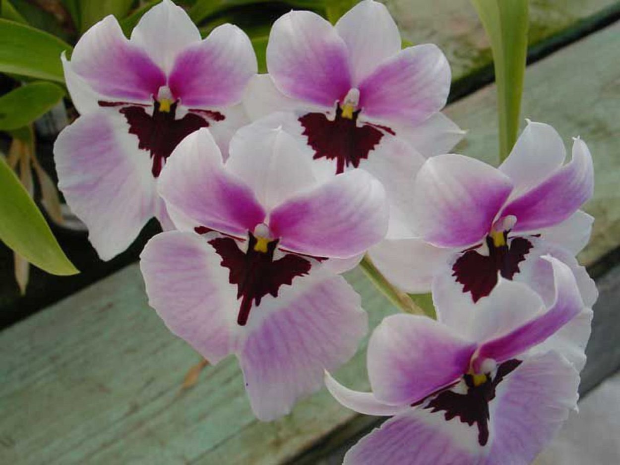 Камбрия Мильтассия