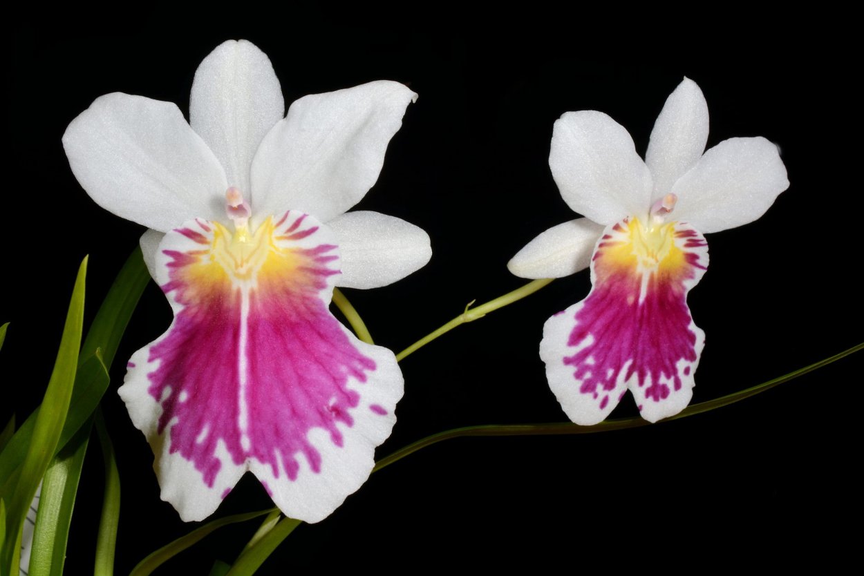 Мильтония Патрисия