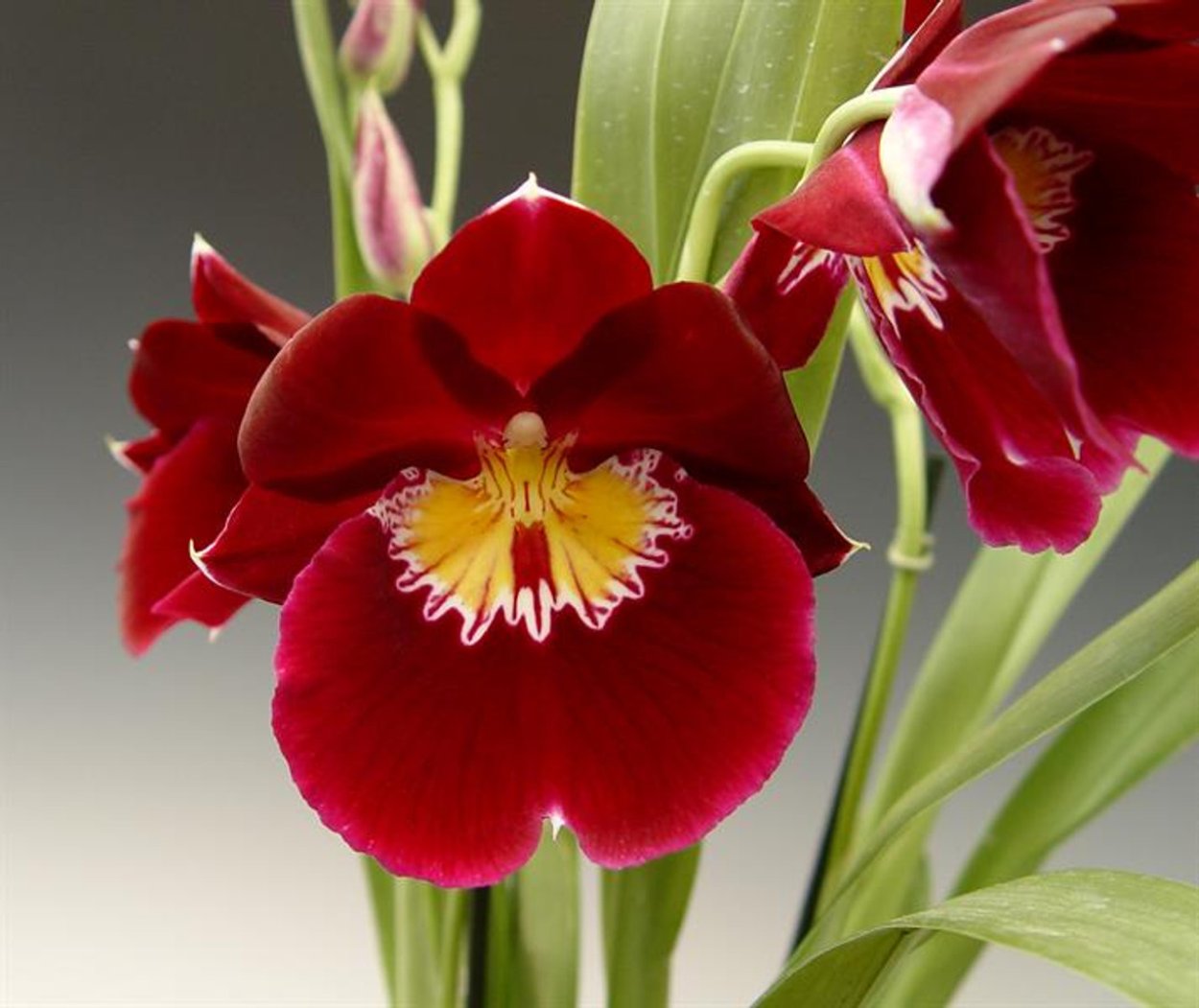 Мильтония бордовая