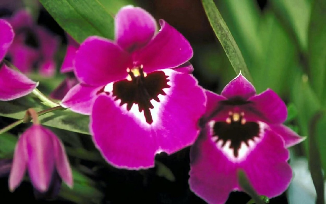 Орхидея Камбрия беаллара Маргарита холм