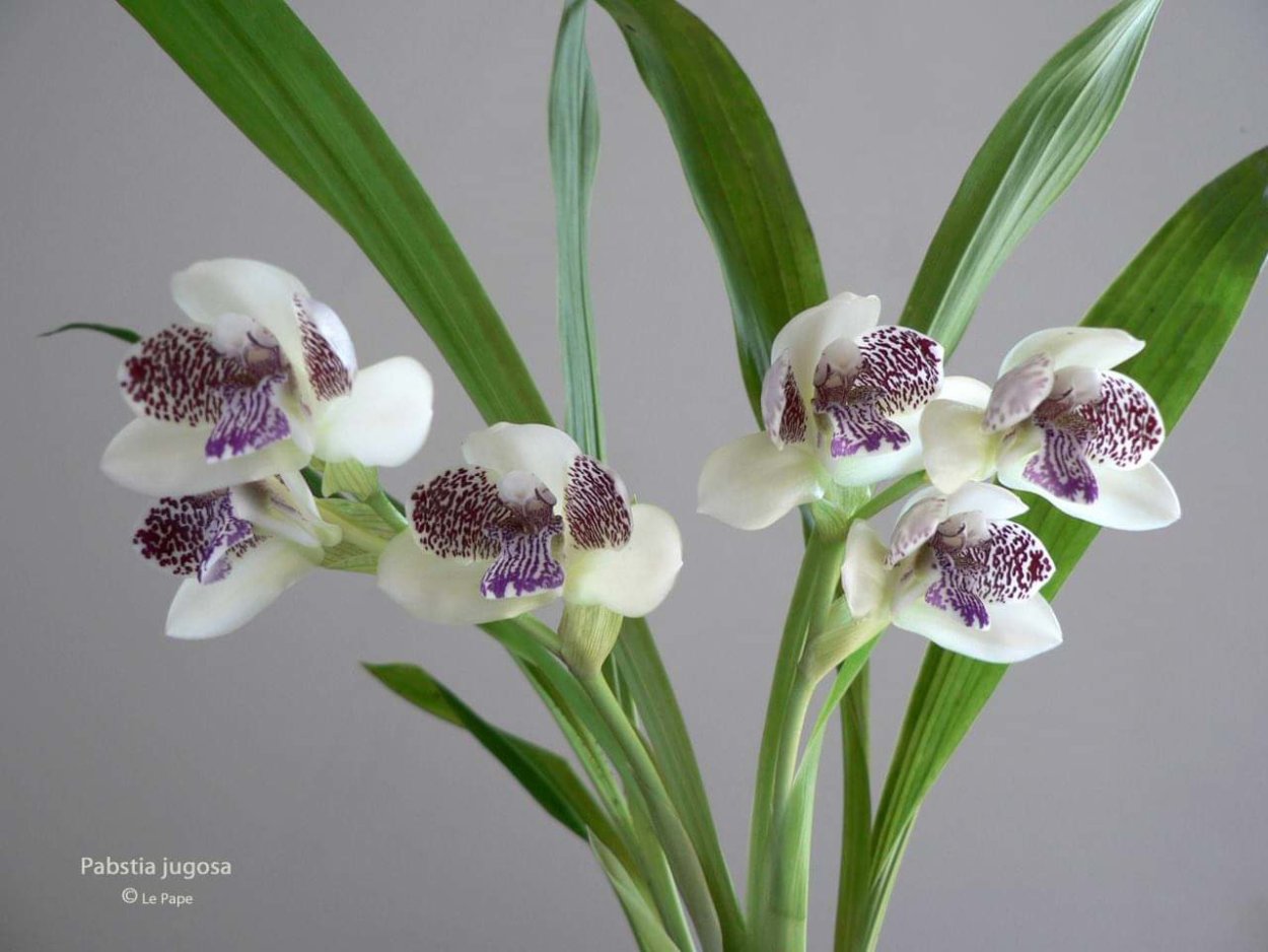 Фаленопсис Рефлекшн