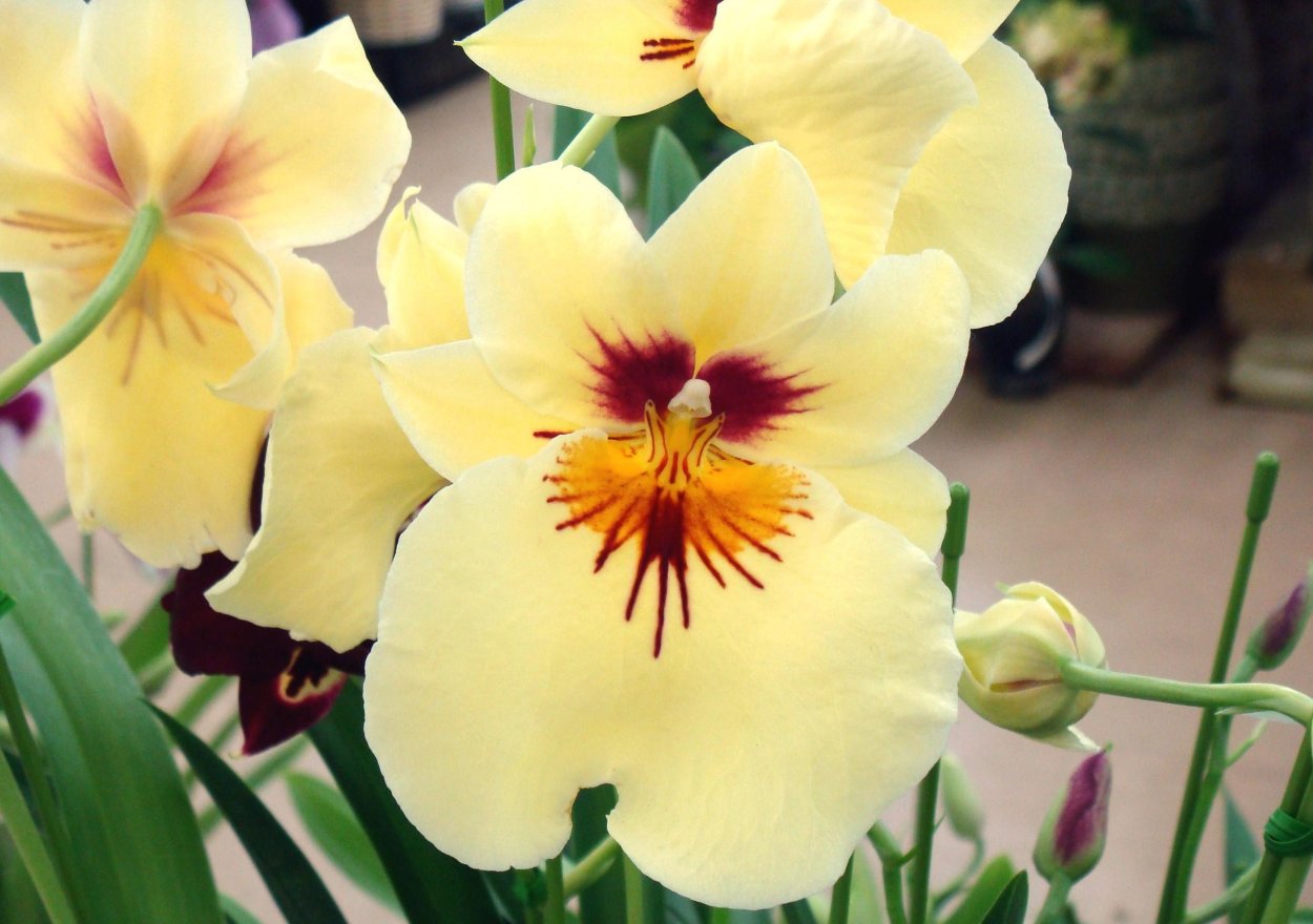 Орхидея Miltonia