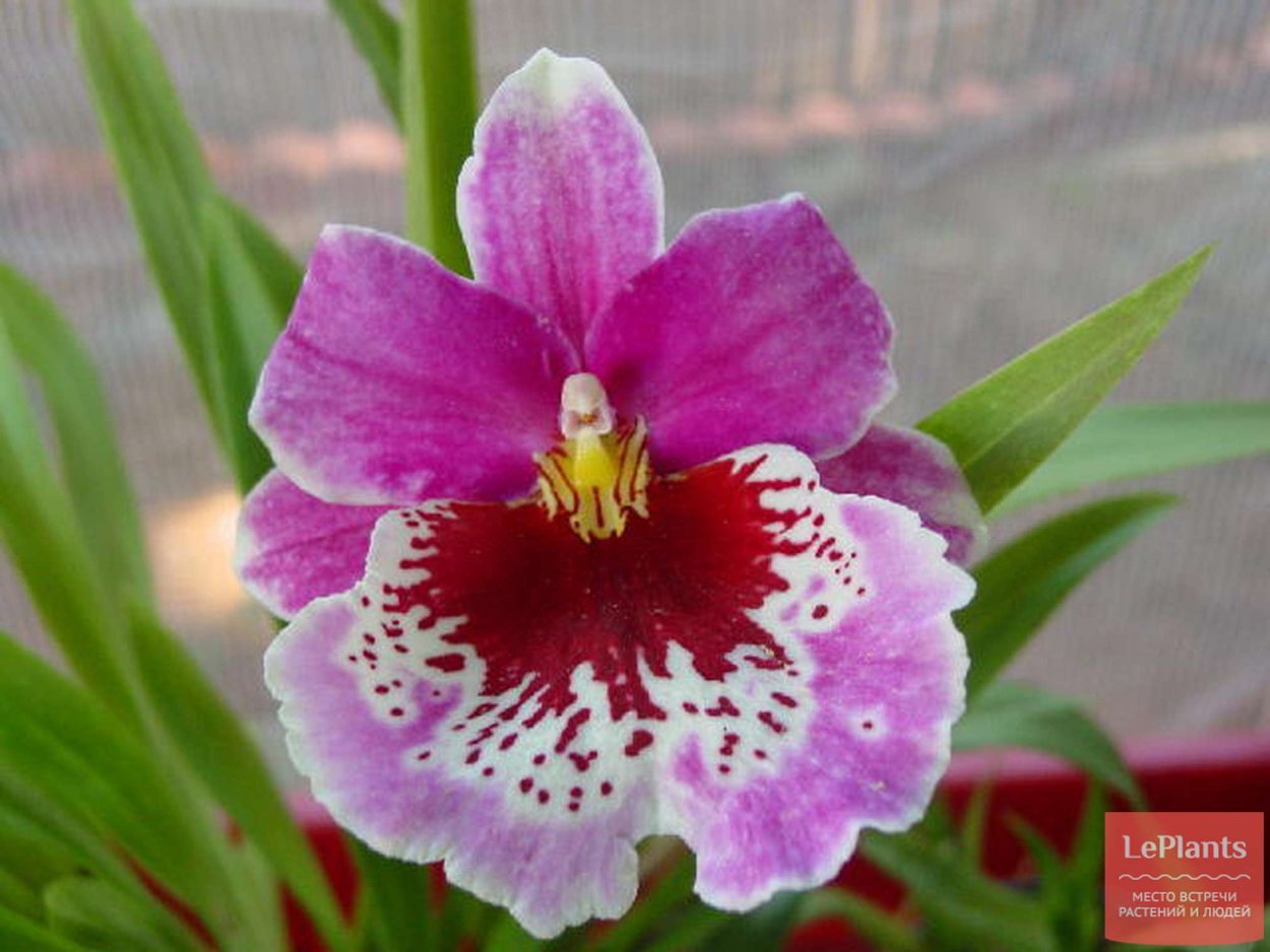 Мильтониопсис гибридный фото