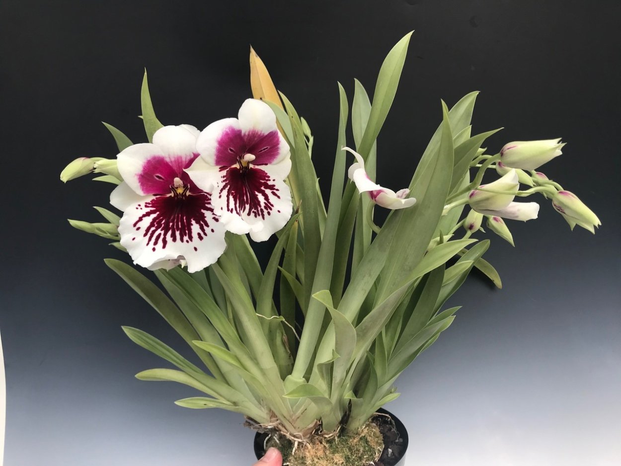 Phalaenopsis Мильтония