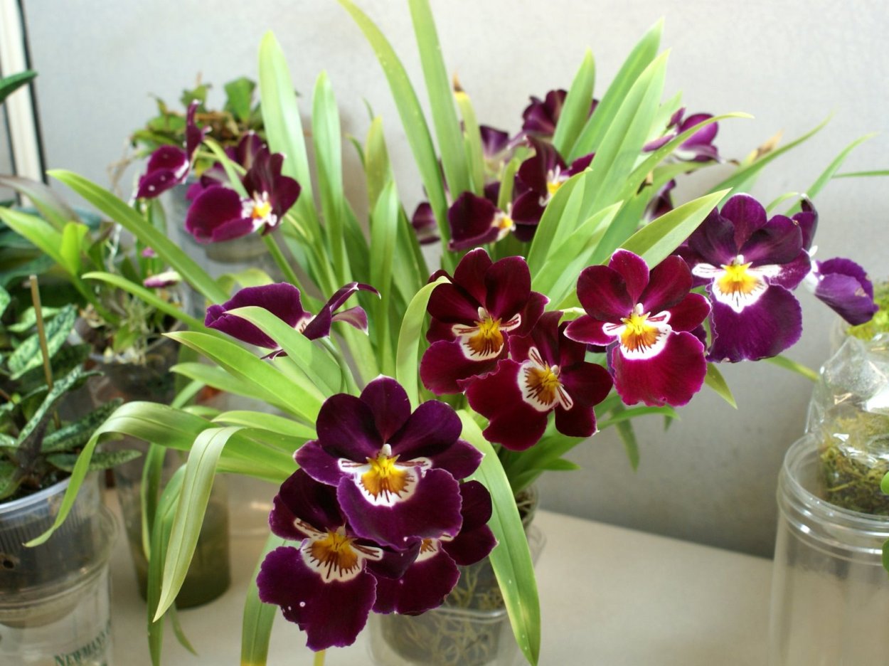 Мильтониопсис Орхидея