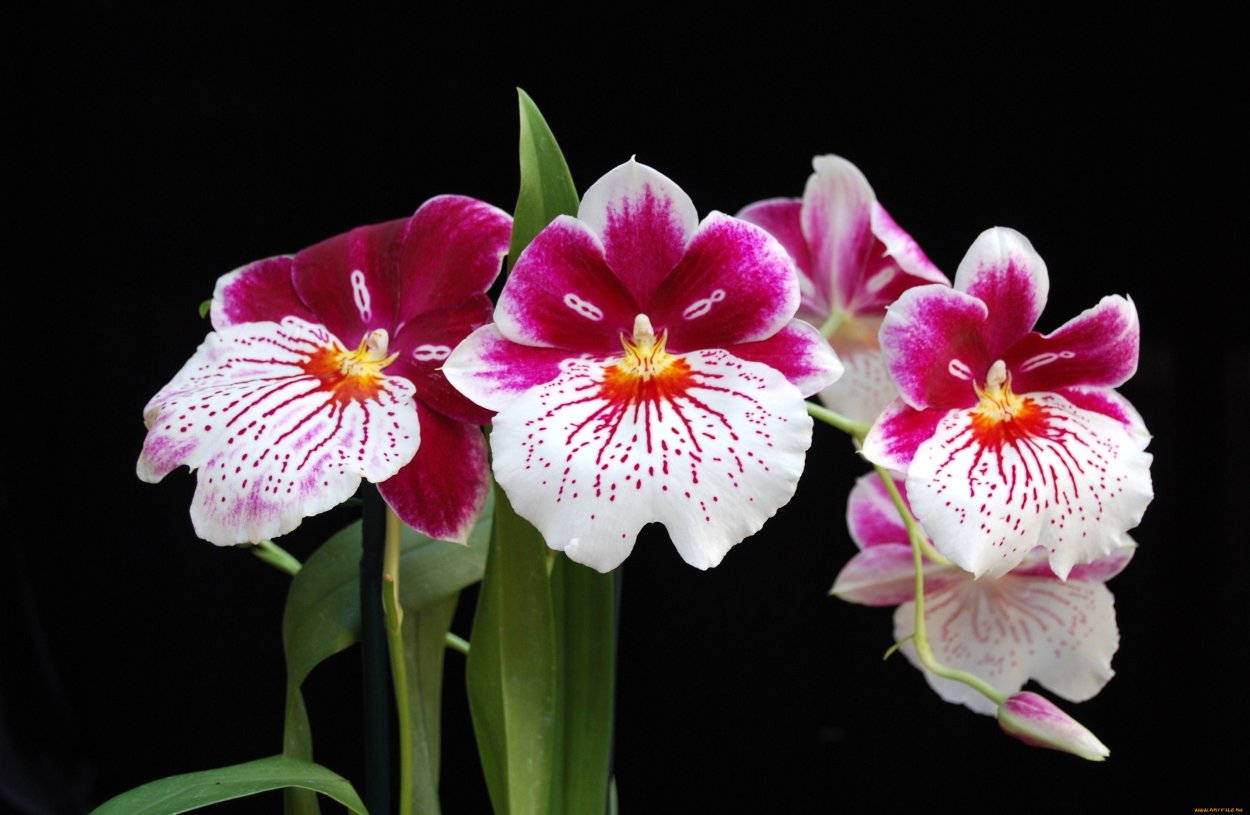 Wallpapers Miltoniopsis bismarckii