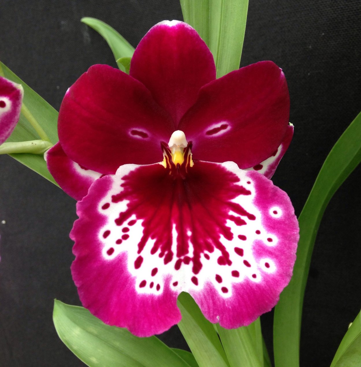 Мильтониопсис ред Ислер