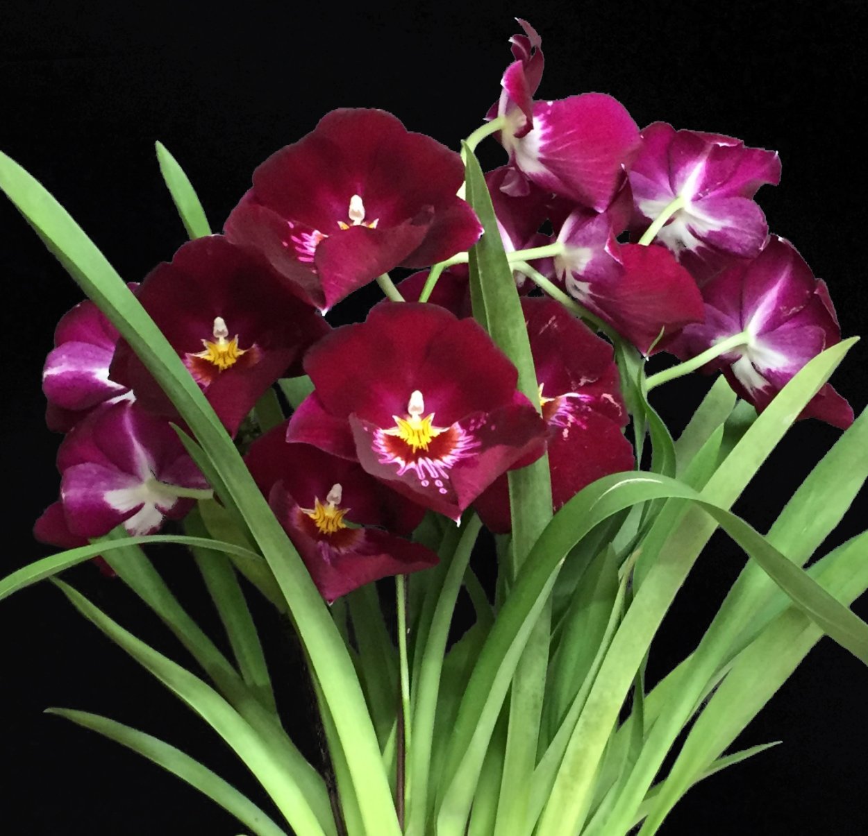 Мильтония красная