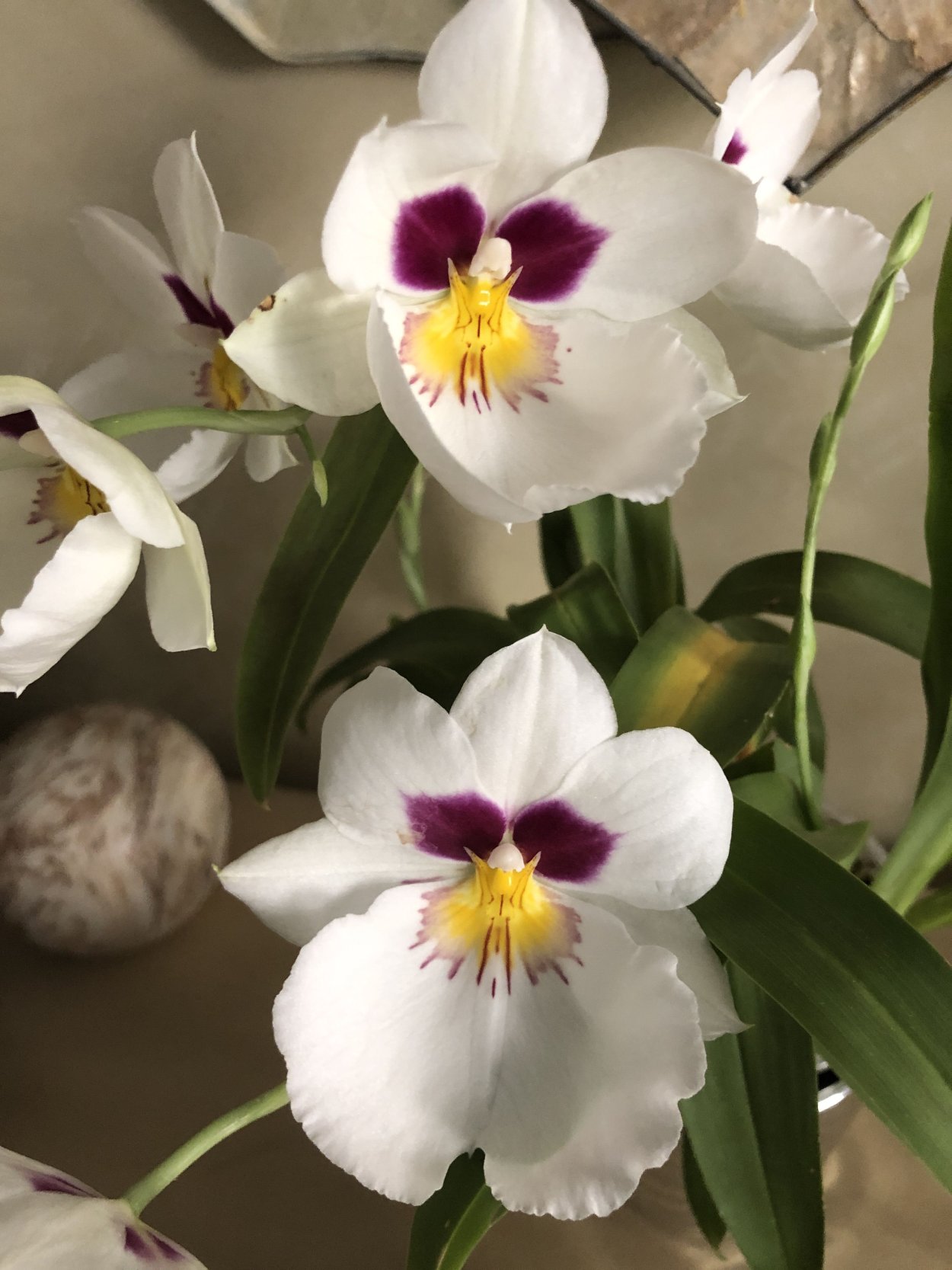 Мильтония Роэзла