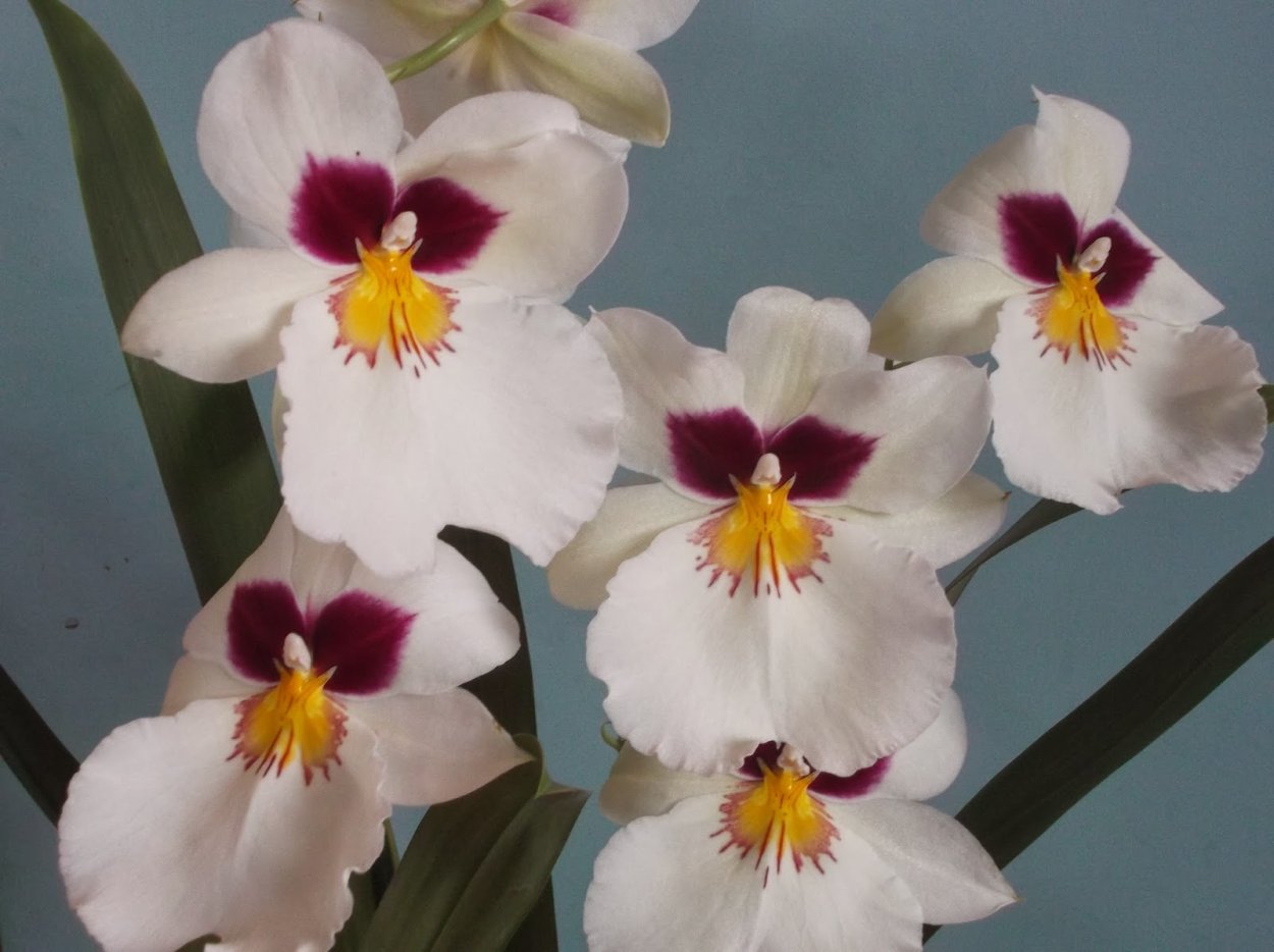 Орхидея Мильтония