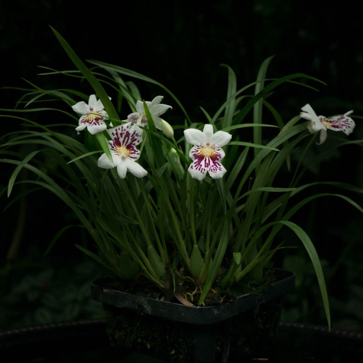 Miltoniopsis Phalaenopsis
