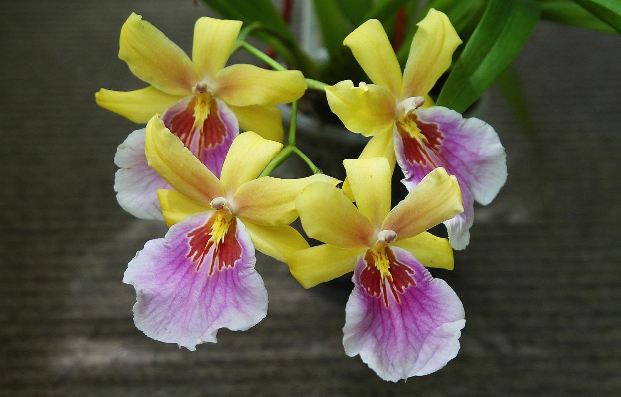 Орхидея Мильтония Сансет