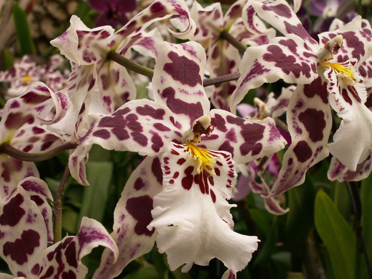 Сорта орхидей Мильтония