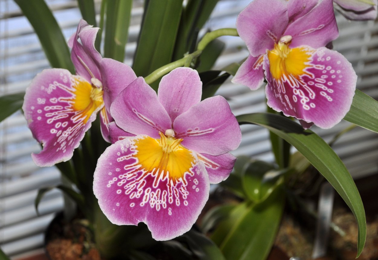 Лило Орхидея