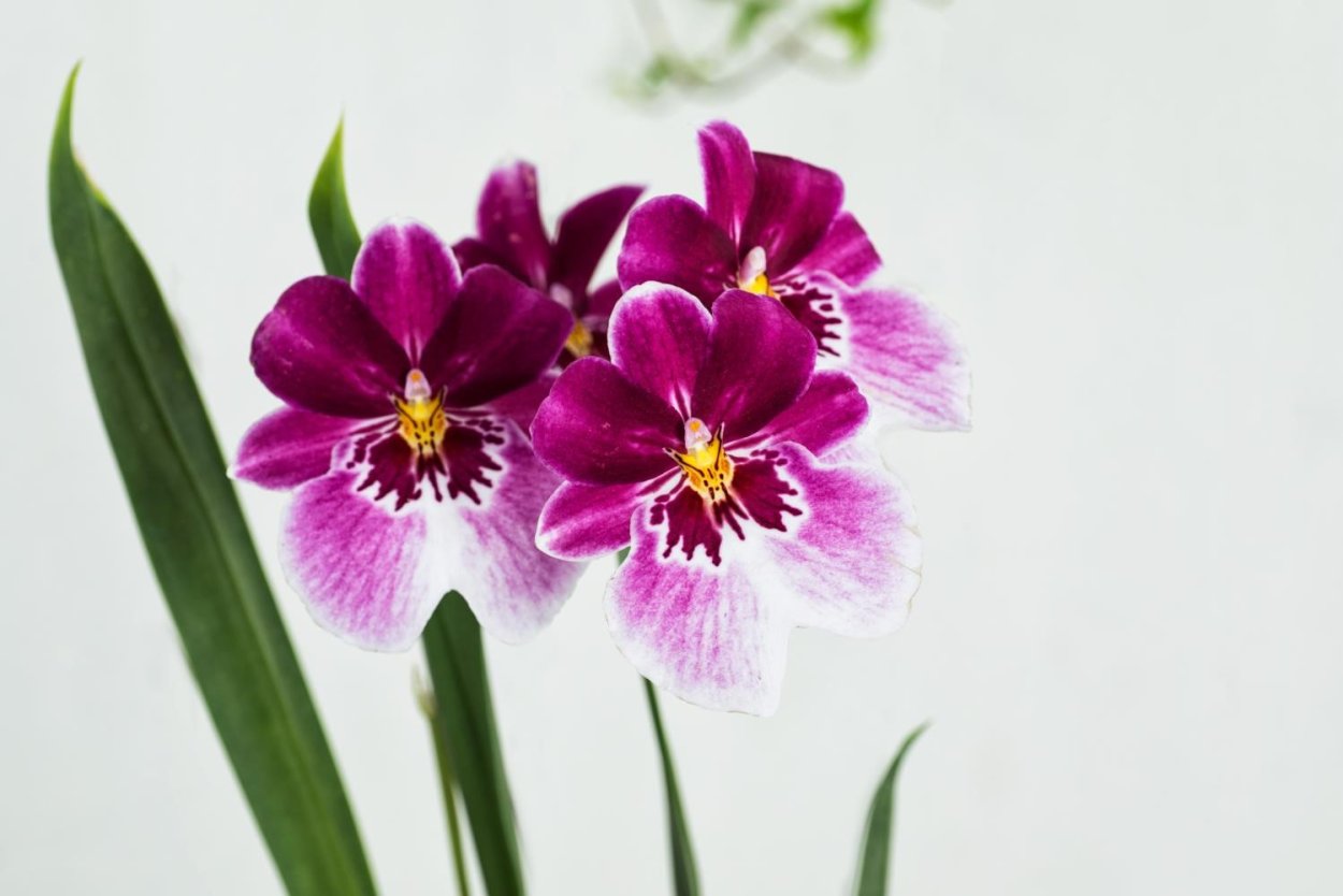 Мильтония (Miltonia)