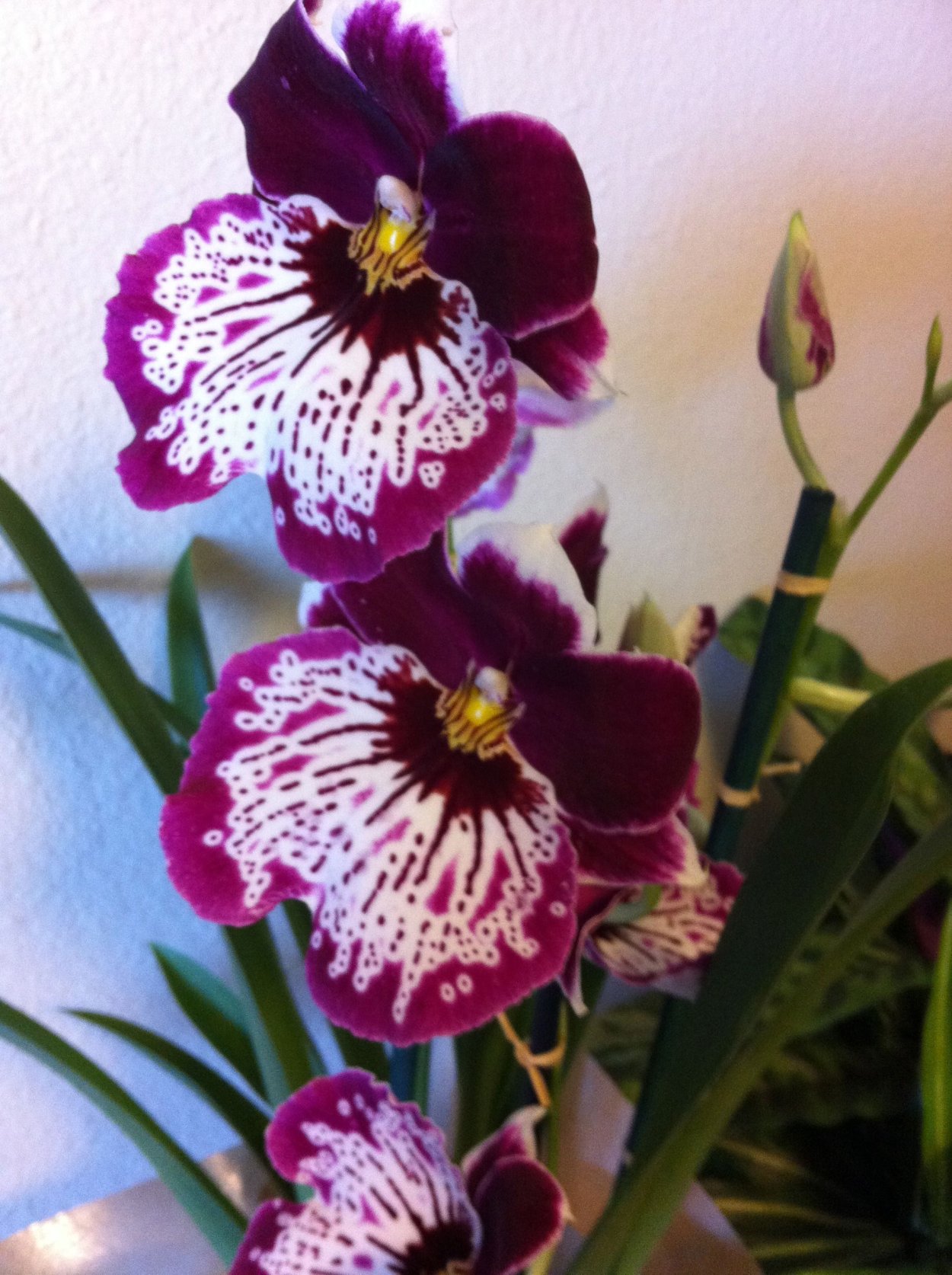 Орхидея Мильтония