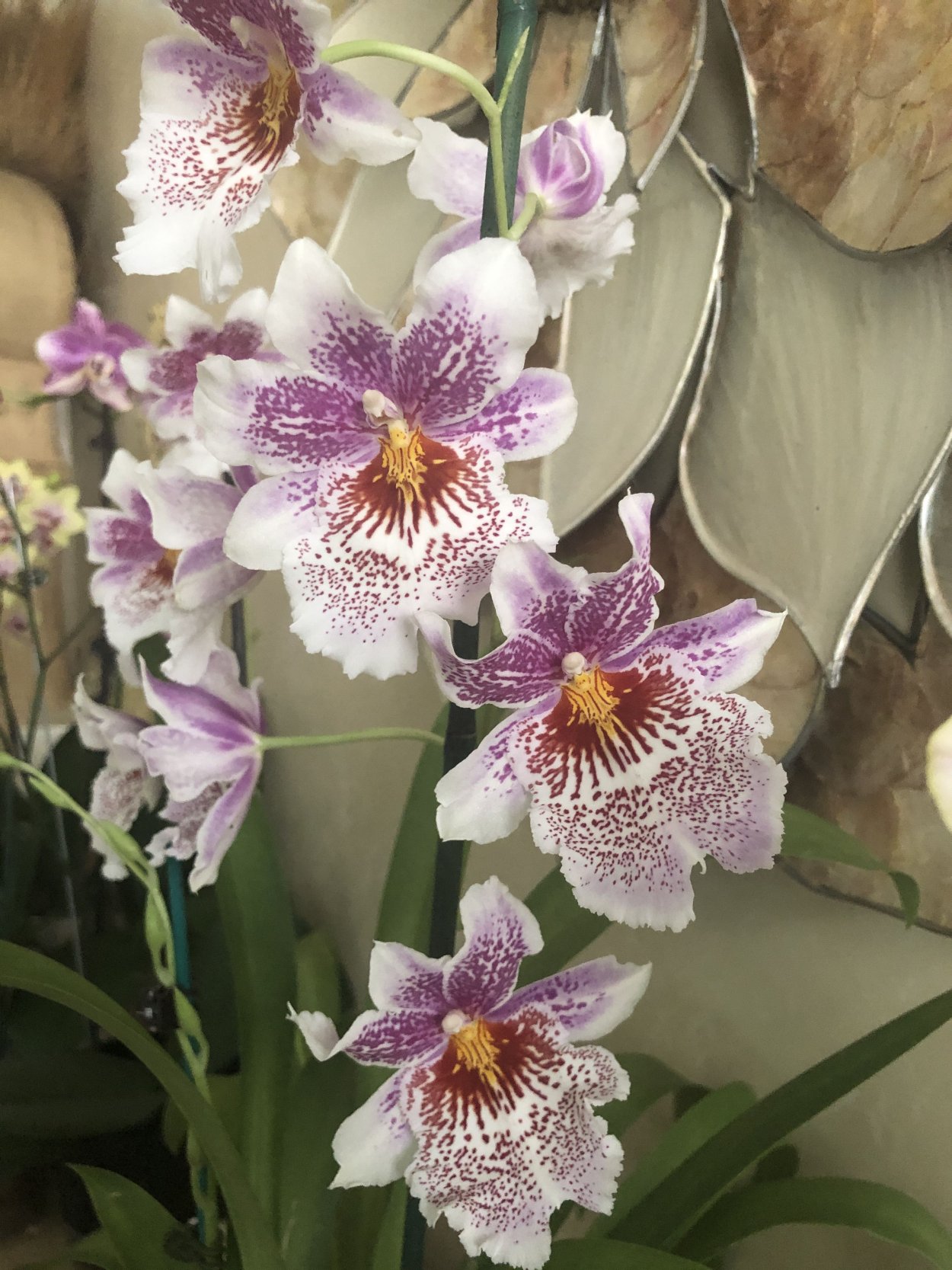 Мильтониопсис Орхидея