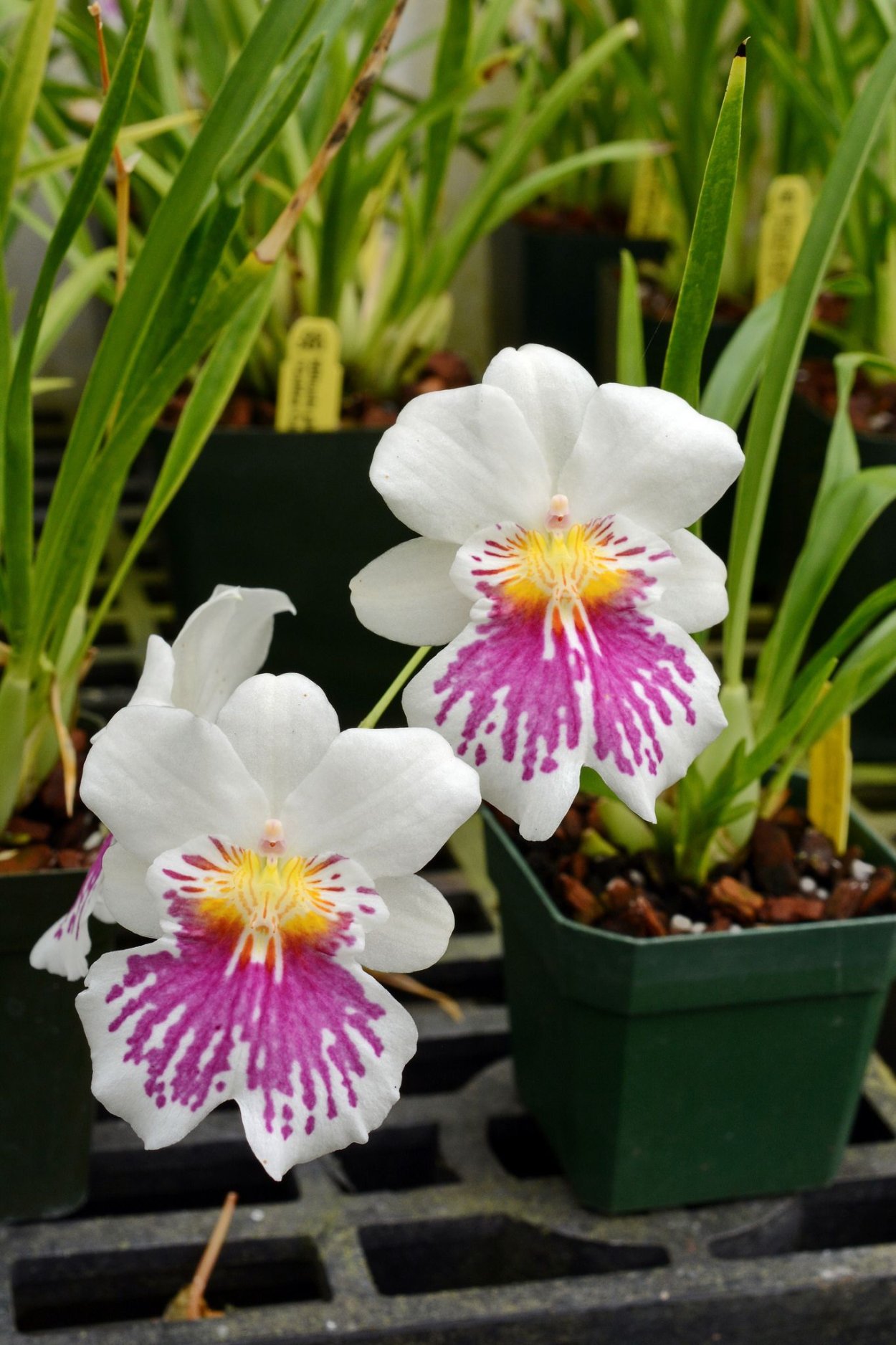 Фаленопсис Voodoo