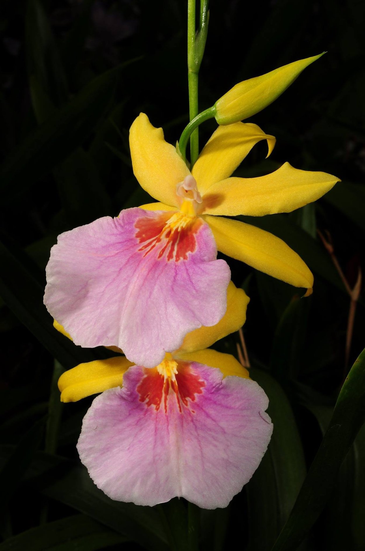 Мильтониопсис Сансет