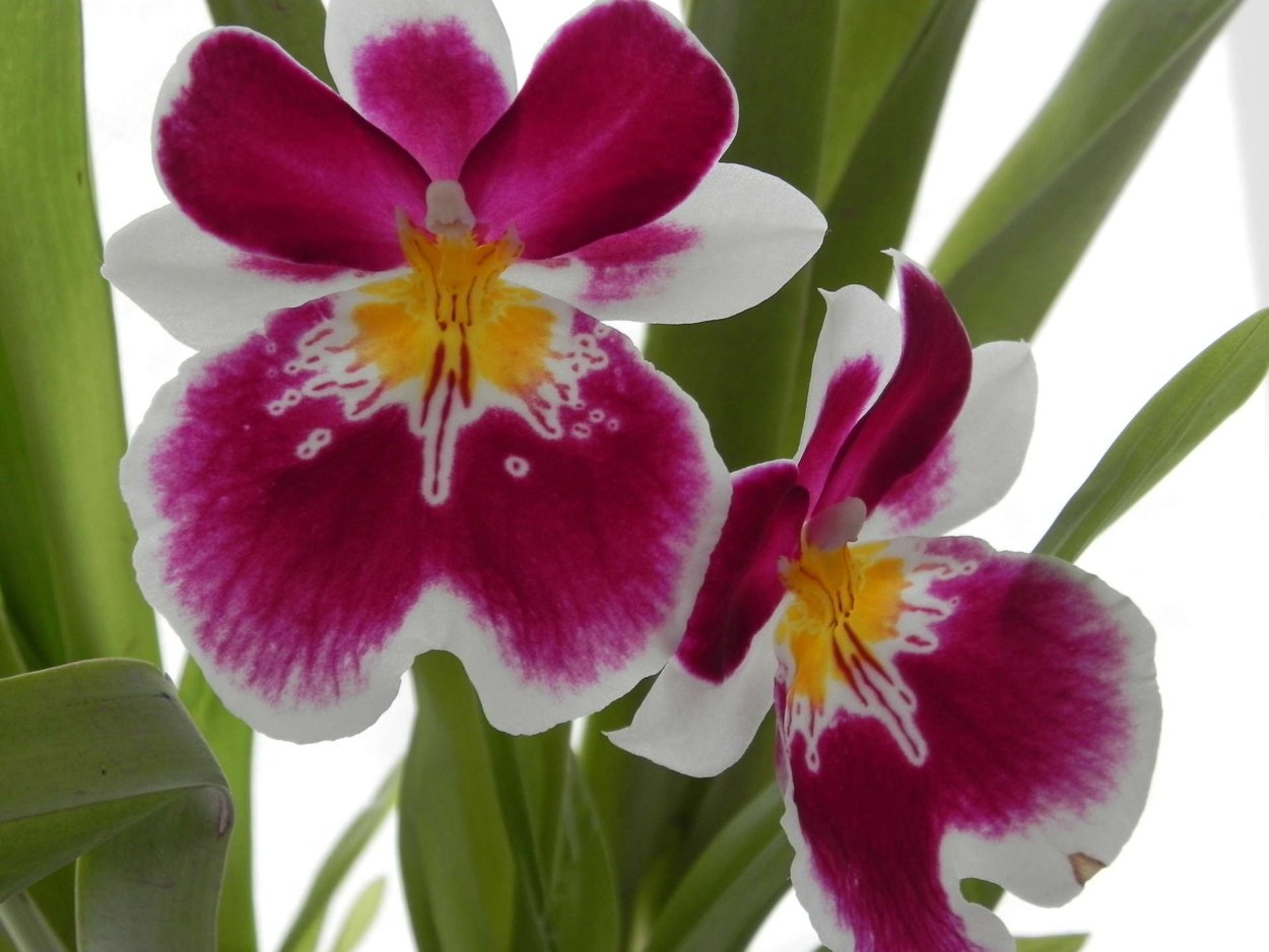 Мильтония Renaissance