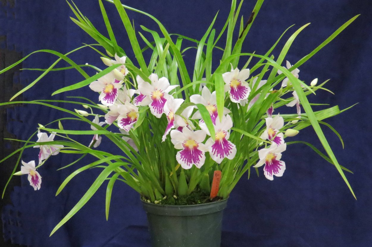 Орхидея Мильтония