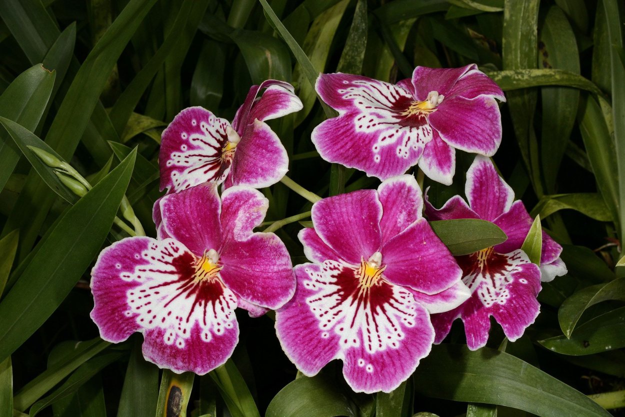 Мильтониопсис ред Ислер