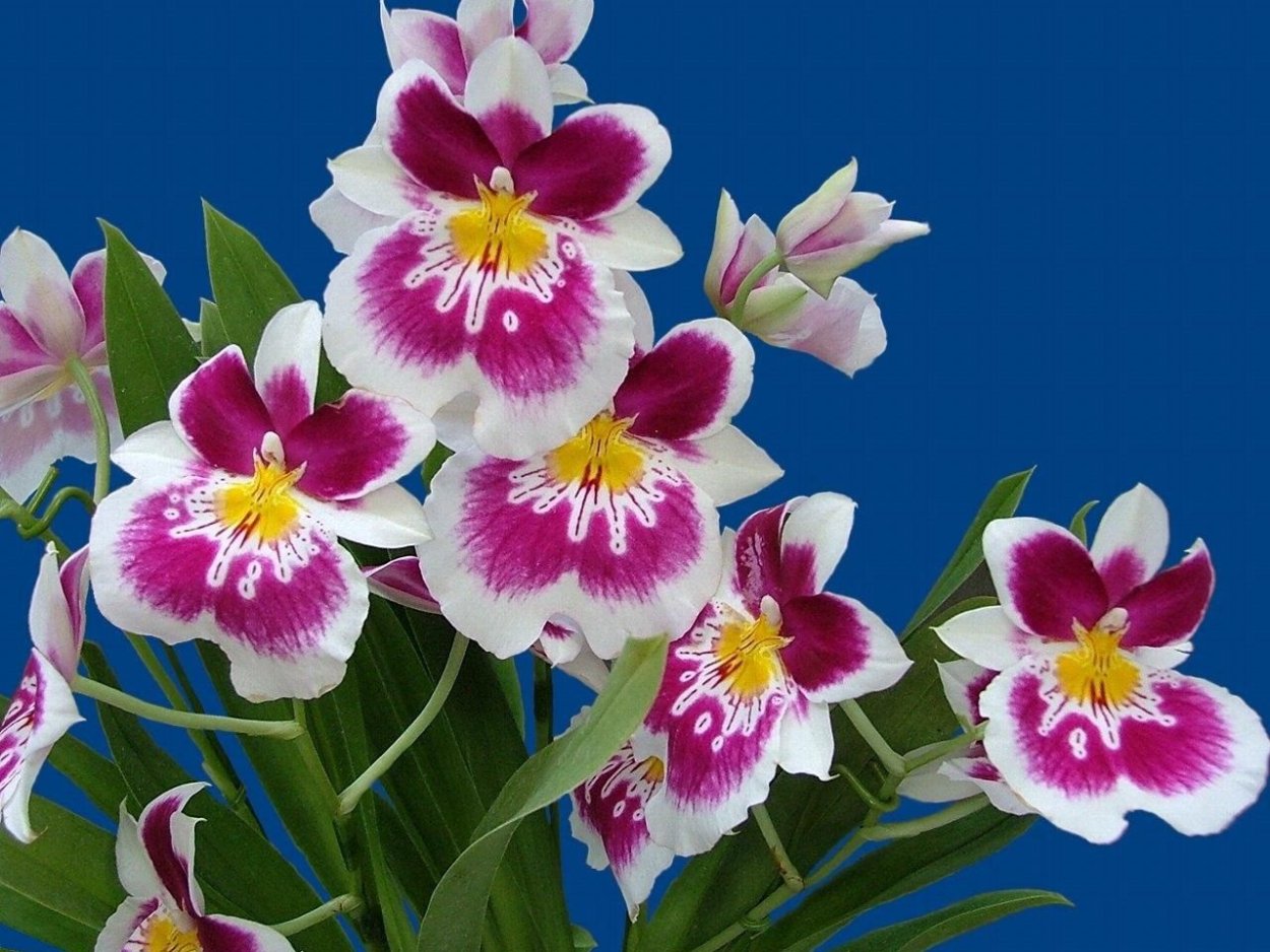 Орхидея Шэньчжэнь-Нонгке