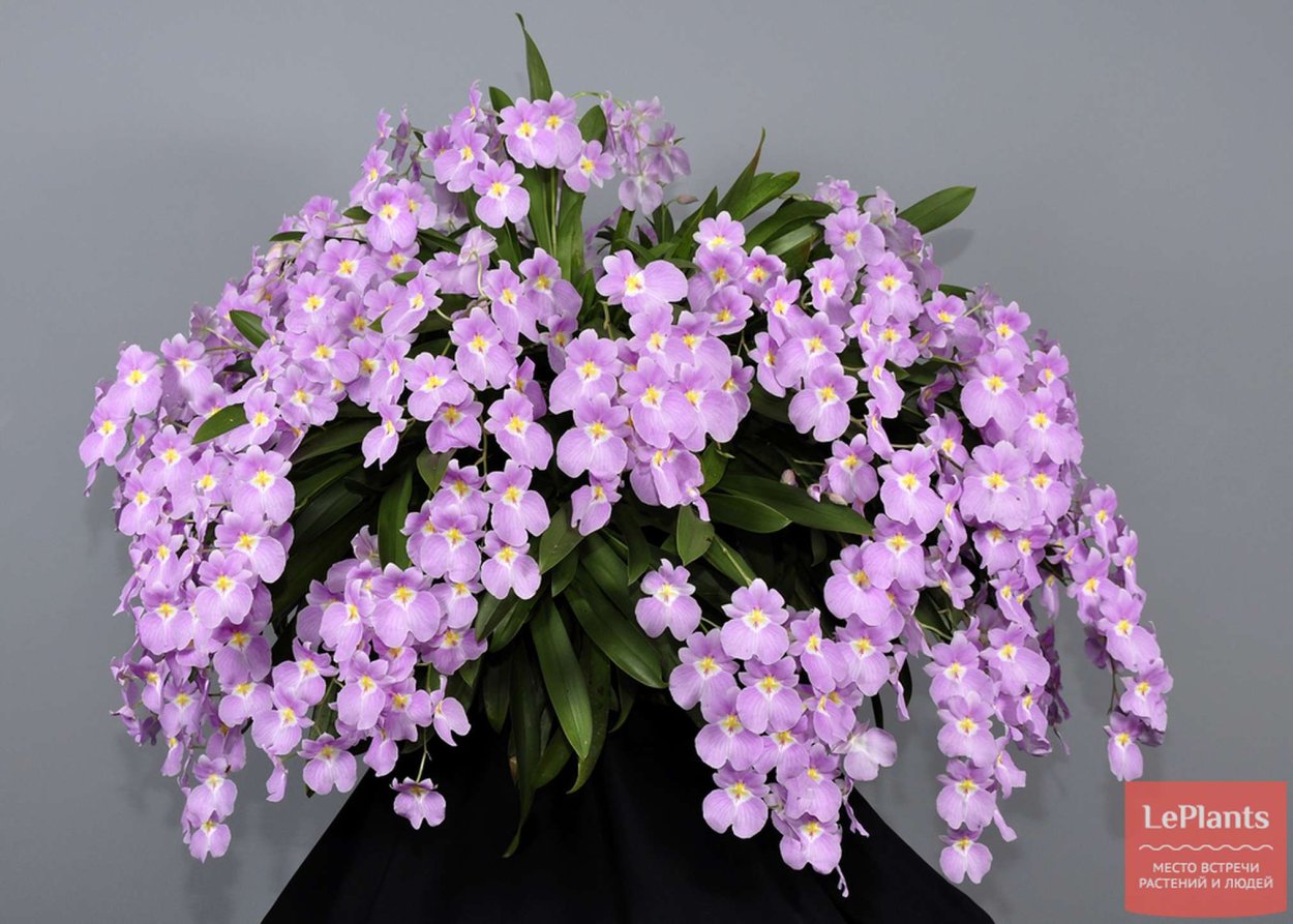 Орхидея nuttona vexillaria