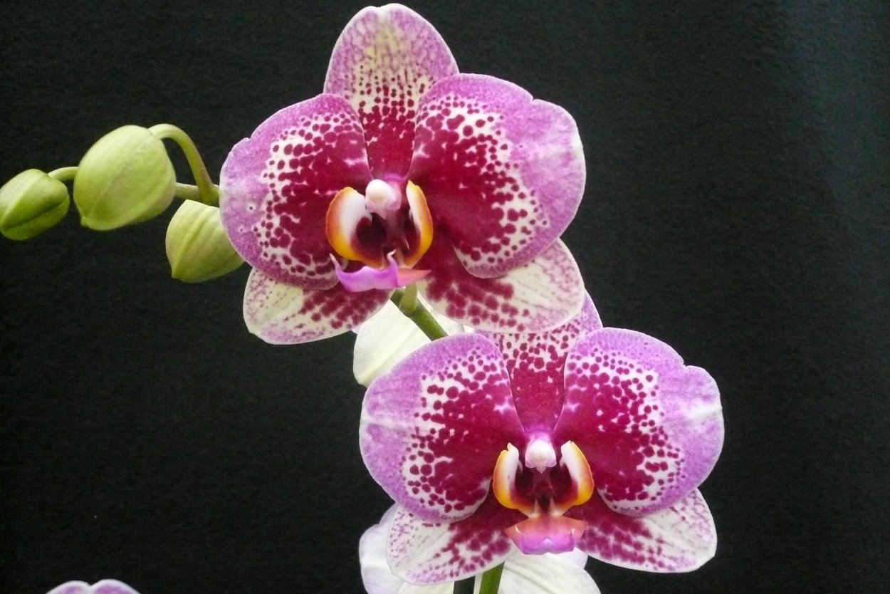 Орхидея мильтониопсис