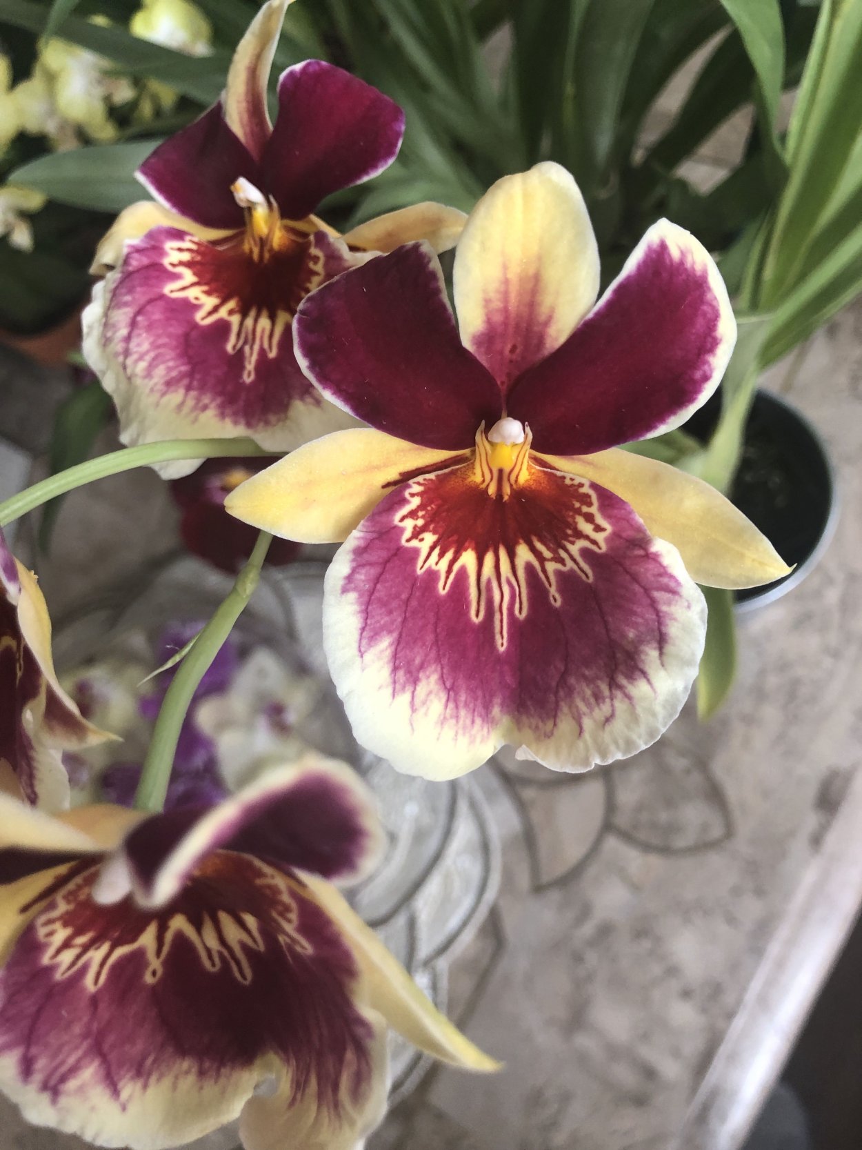 Miltoniopsis Herralexandre