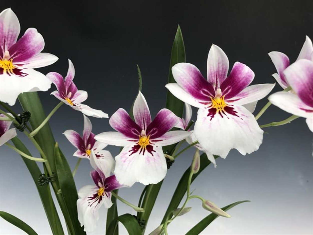 Мильтония Реньелли