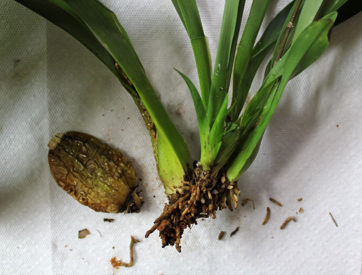 Пабстия Орхидея