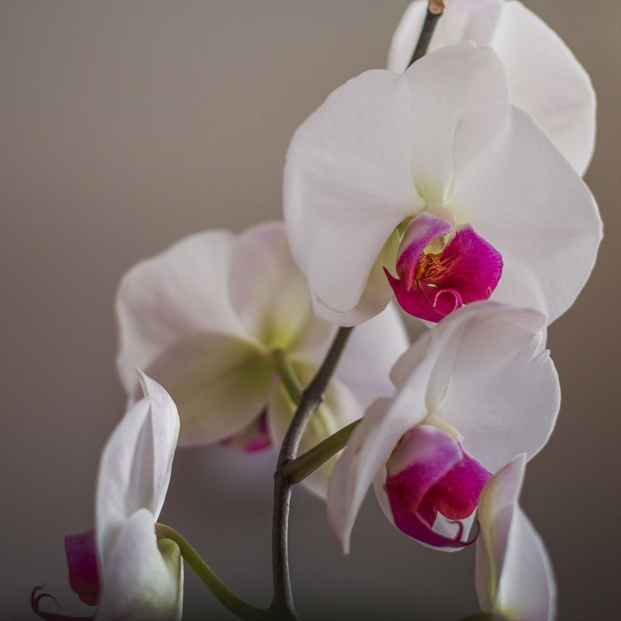 Орхидея Сара Бланш описание сорта характеристики особенности посадки и выращивания отзывы
