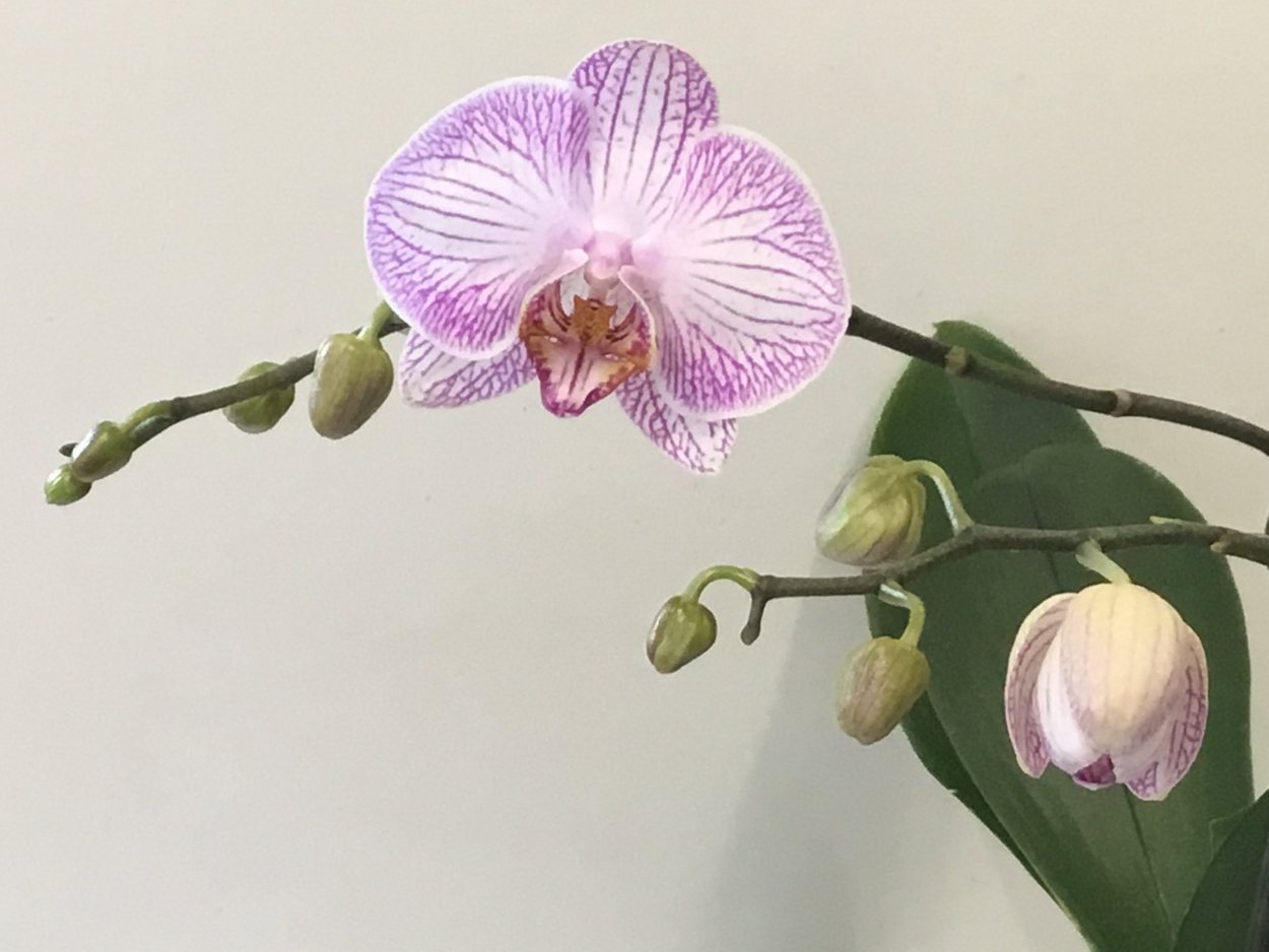 Сара бланш орхидея