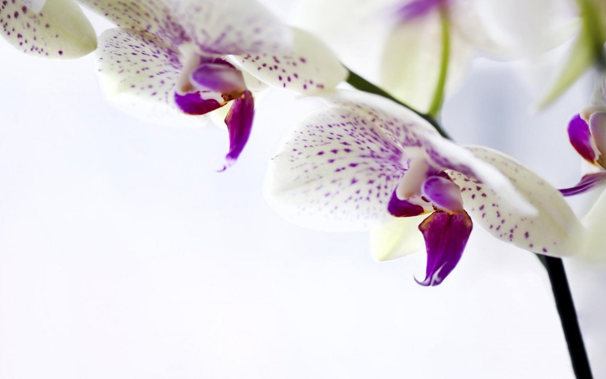 Орхидея мамбо