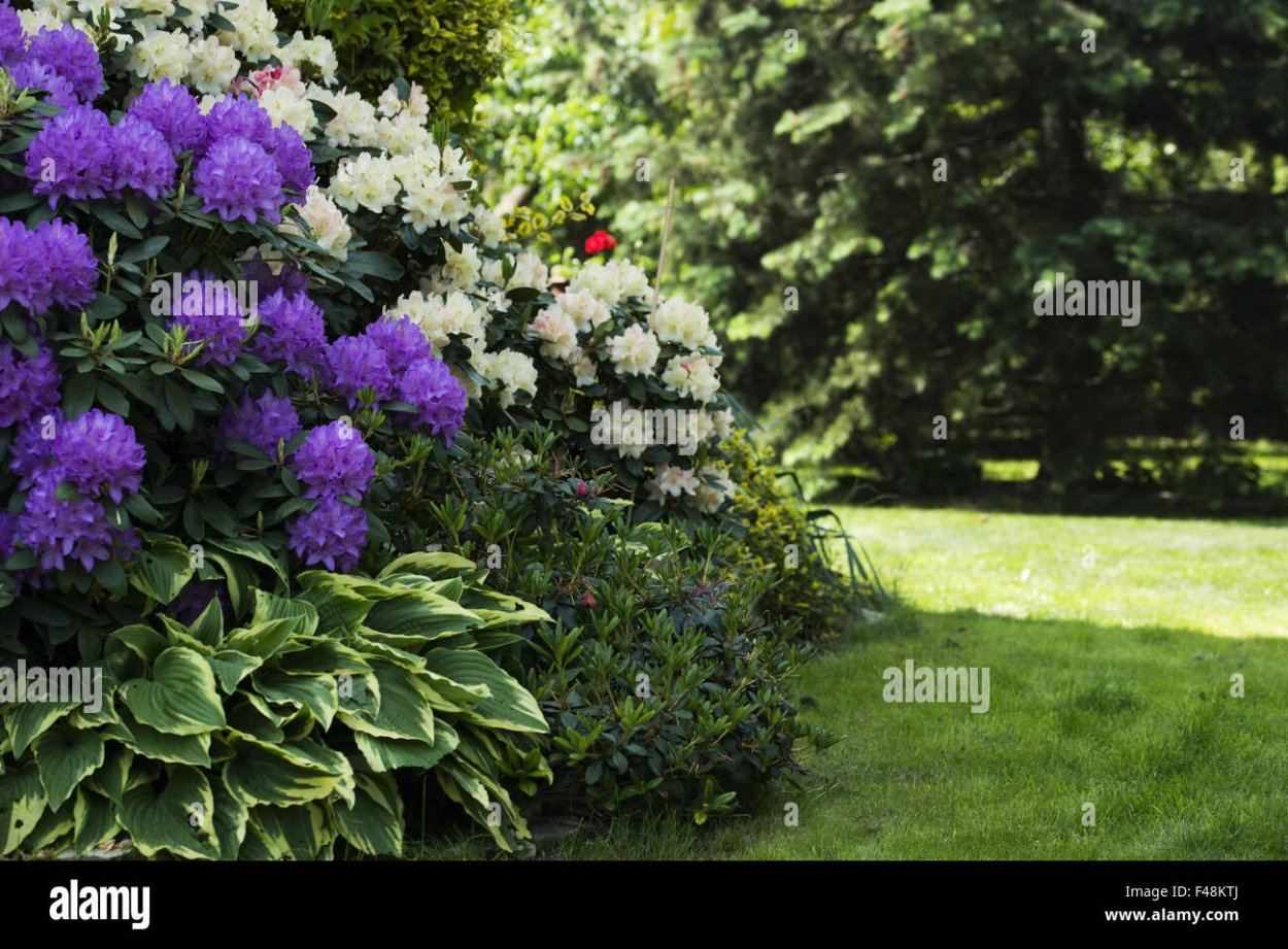 Тенелюбивые цветущие кустарники