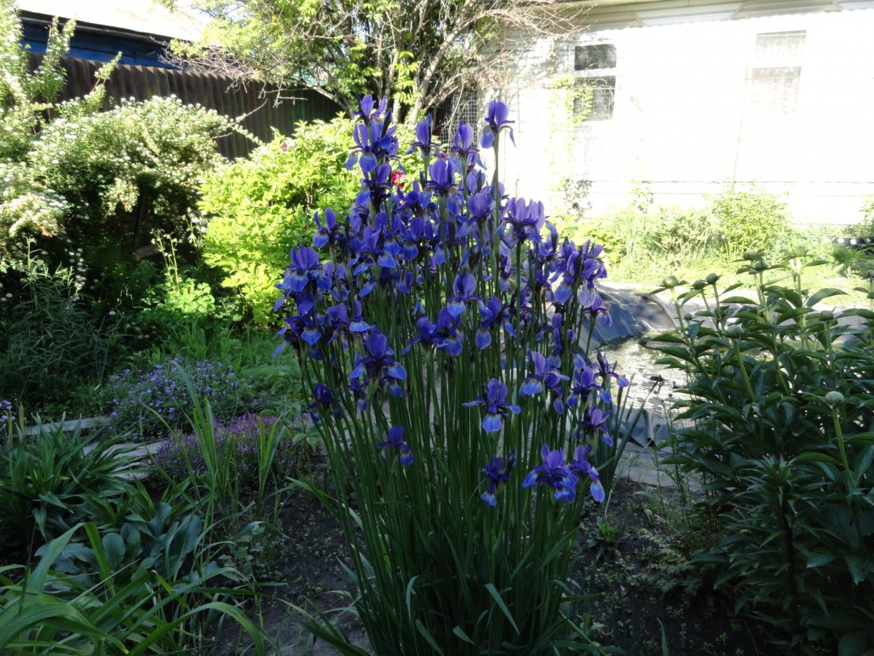 Ирис цветы тенелюбивые