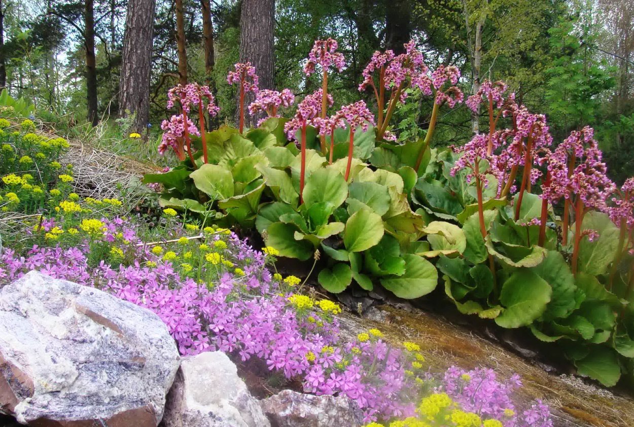 Бадан цветок многолетник