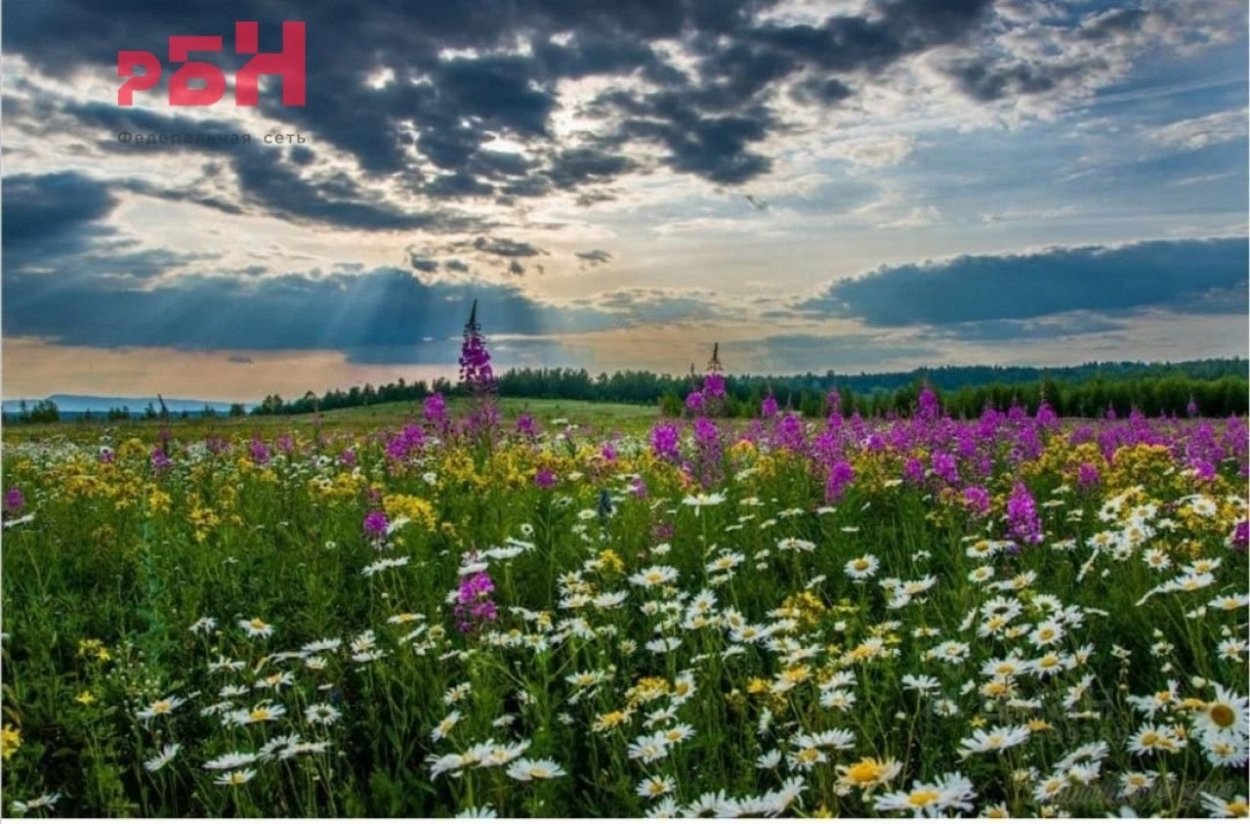 Цветущий луг