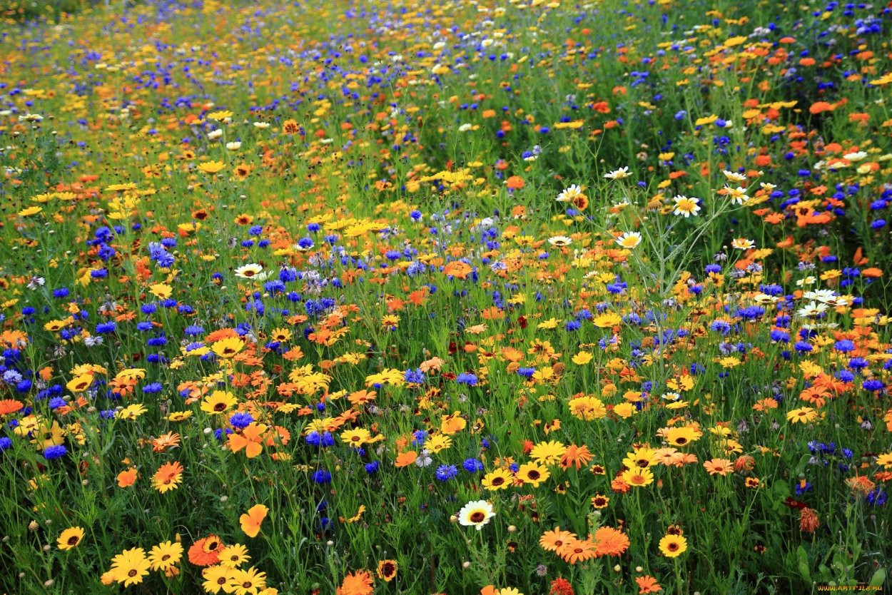 Художник Mary Dipnall полевые цветы